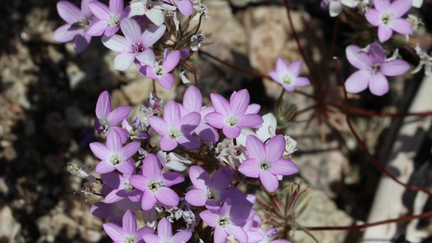 Pink flowering terminal determinate cymose cluster inflorescences of Leptosiphon Breviculus, Polemoniaceae, native annual monoclinous herb in the Western Mojave Desert, Springtime.