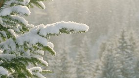 Beautiful winter scenery with snow falling on a fir tree branch close-up. Snowfall in a winter spruce forest at sunny day. Snowflakes slowly flying in air at sunny cold winter day. Christmas time - Powered by Shutterstock - Get 15% off with code: PIKWIZARD15