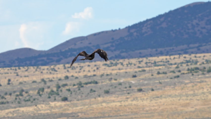 Golden Eagle Flying through the sky in slow motion in the Utah wilderness. Royalty-Free Stock Footage #1093327695