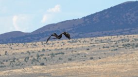 Golden Eagle Flying through the sky in slow motion in the Utah wilderness. - Powered by Shutterstock - Get 15% off with code: PIKWIZARD15