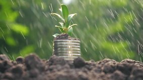 Money growth in soil with green leaves and trees concept, business and farming success finance. Agriculture plant seeding growing step concept in garden. Video