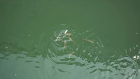 fish. a small school of fish eating from a puff. video 4k.