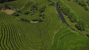 Drone zoom in shot revealing Gorreana Tea Plantation on Sao Miguel in Azores. Aerial top view of green tea plantation next to the road.  Tourist top destination in Azores. 