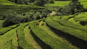 Drone shot revealing Gorreana Tea Plantation on Sao Miguel in Azores. Girl walking trough green tea plantation. Top tourist destination in Azores. 