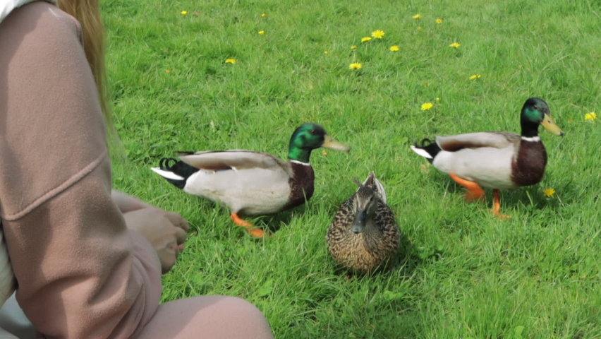 A young girl feeds ducks with white bread on a green grassy field by the lake. 