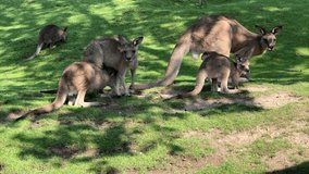 Group of beautiful kangaroos. Big and small kangaroos together on the green grass. 4K 
