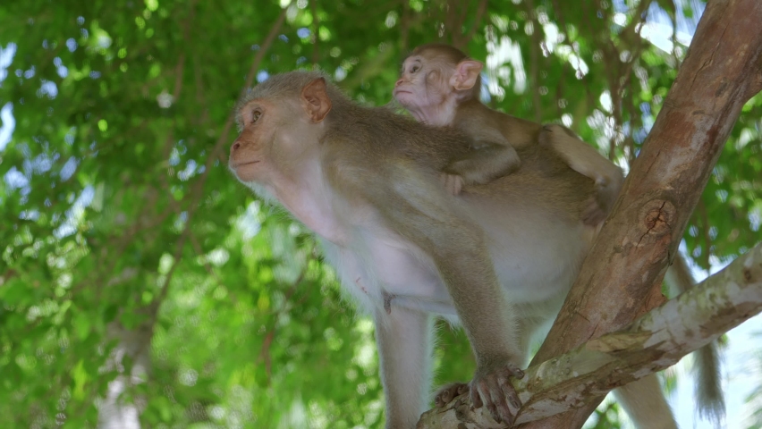 In Danang City, Vietnam's Khi Son Tra peninsula, a little monkey sits at the back of its mother monkey while the latter climbs a tree.