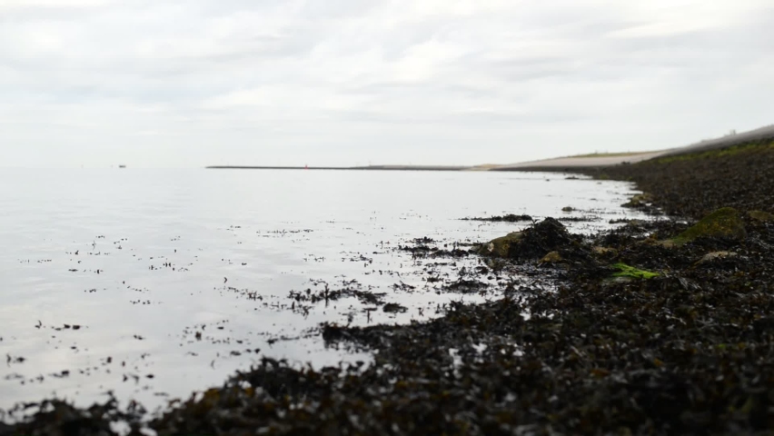 close up of the shore of the north sea at low tide with the seaweed floating above the water