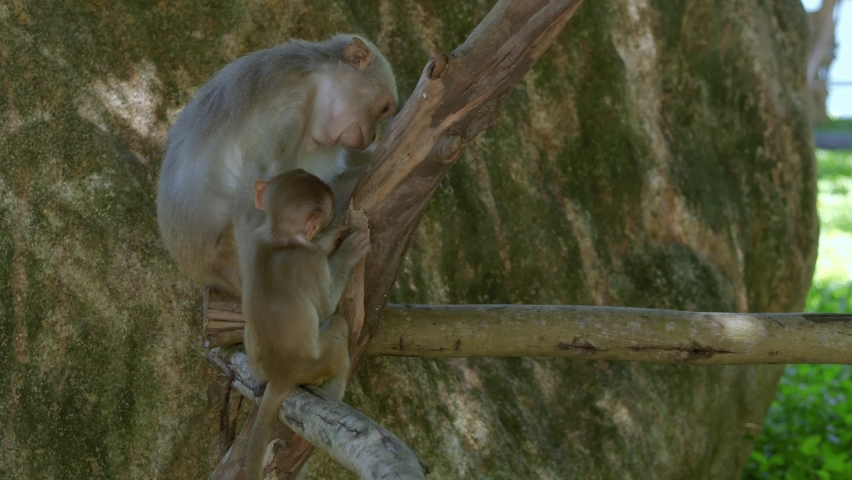 Mother monkey teaching his young one how to climb tree in Danang City, Vietnam's Khi Son Tra peninsula.
