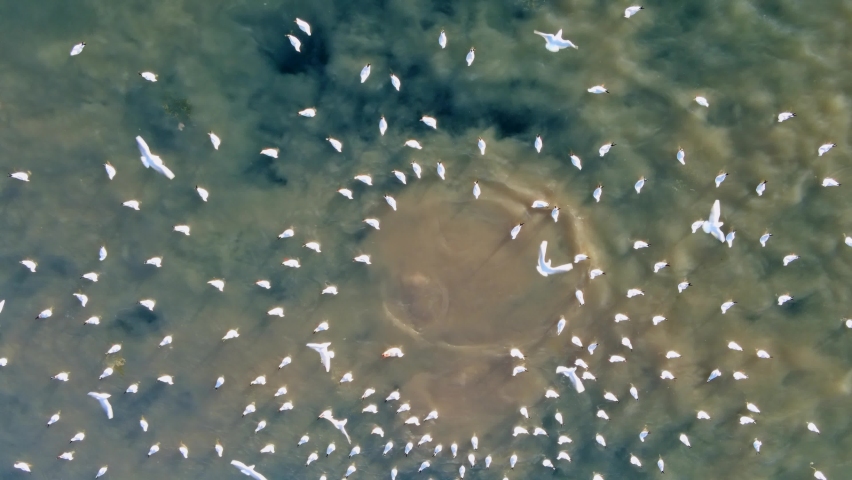 Aerial photography of sewage discharge into the sea. Seagulls hover above the bulbs of polluted water rising from the depths of the sea. Marine eutrophication is a significant environmental problem. | Shutterstock HD Video #1093344733