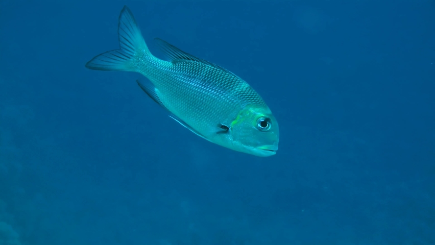 Humpnose big-eye bream (Monotaxis grandoculis) swims slowly downward against the background of a blue water column penetrated by the sun