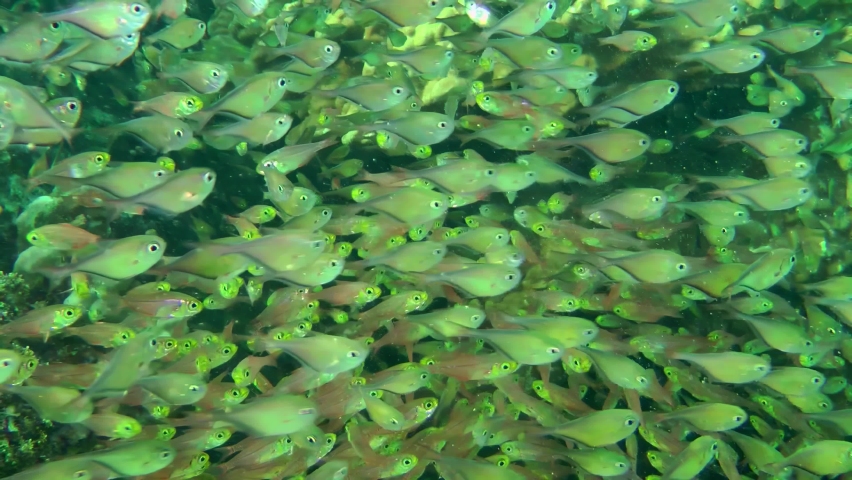 In shaded areas of the coral reef, Dusky sweeper (Pempheris adusta) and Pigmy sweeper (Parapriacanthus ransonneti) form massive joint flocks. Royalty-Free Stock Footage #1093344767