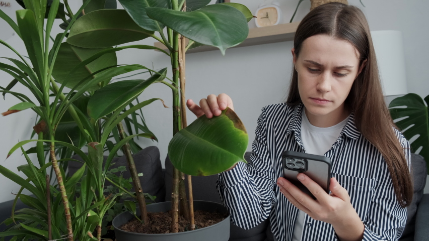 Close up of anxious young woman holding smartphone, reading information about plant diseases sit on sofa at home. Indoor plants diseases disorders Identification and treatment, houseplants sunburn | Shutterstock HD Video #1093344909