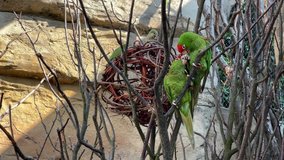 Two parrots in love sitting on a branch kissing and enjoying each other. Stock video clip. 4K