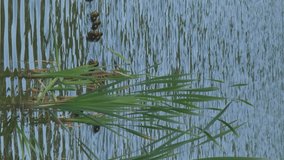 Vertical video. Mallard duck (anas platyrhynchos) swimming with her cute ducklings in a pond. Animals and wildlife concept