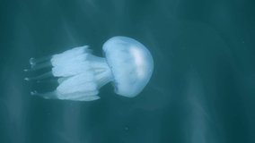 4k video with a Jellyfish free-swimming marine animal swimming in the waters of Black Sea from Europe, Romania. Sea jellies close up view.