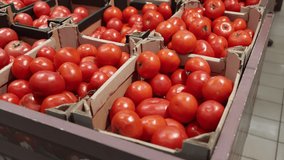 A lot of red tomatoes in boxes. Tomato video in 4k