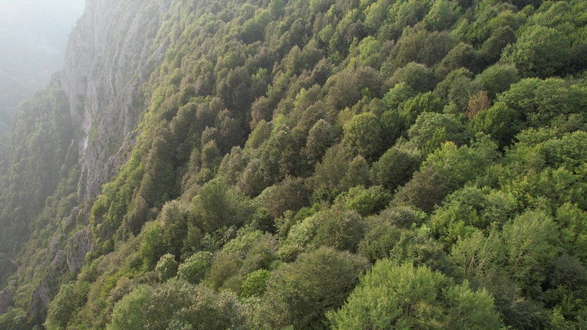 forest, aerial green forest and foggy cliff
