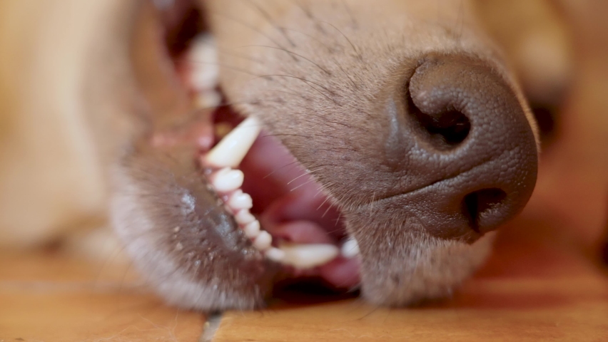 Closeup muzzle of a dog, wet nose and open mouth with tongue out, rapidly breathing while resting on the floor on a warm day Royalty-Free Stock Footage #1093355045