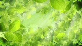Spring leaves and flowers background animation suited for broadcast, commercials and presentations. It can be used in Seasonal videos and Wedding Videos also.