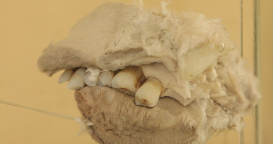 Human Teeth in anatomy lab