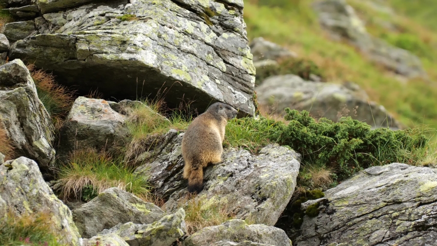 4K wildlife video with a marmot on the step rocks of the mountains. The alpine marmot (Marmota) is a large ground-dwelling squirrel.