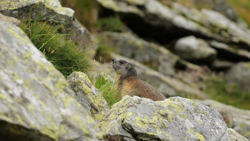 4K wildlife video with a marmot on the step rocks of the mountains. The alpine marmot (Marmota) is a large ground-dwelling squirrel.
