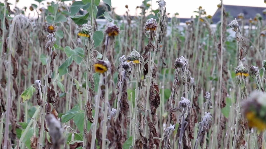 Drought with dry and withered sunflowers in extreme heat periode with hot temperatures and no rainfall due to global warming causes crop shortfall with water shortage on agricultural sunflower fields Royalty-Free Stock Footage #1093365235