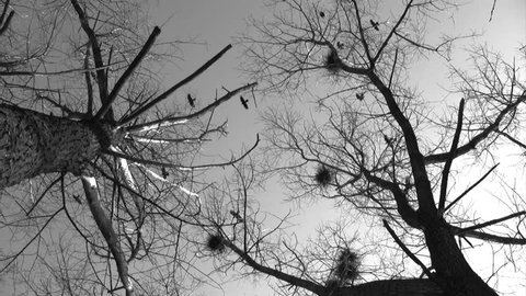 Mystic autumn scene, silhouette of crows flying around nests  