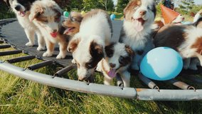 Party of little funny puppies. Group of pets with balls and caps