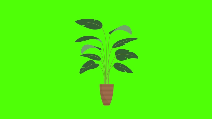 Growing plant animation on a green screen background  | Shutterstock HD Video #1093366433