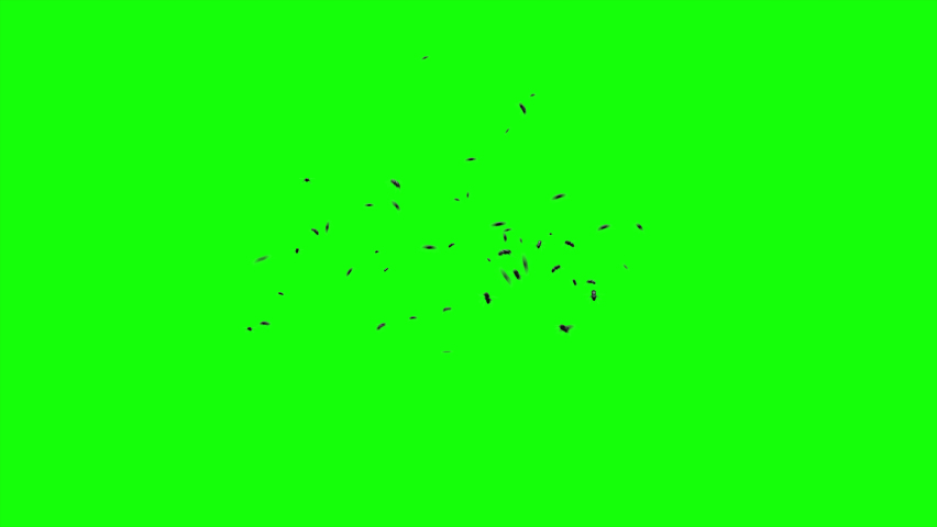 3d Animation Of Swarm Of Flying Flies On Green Screen Background. A Lot Of Mosquitoes, Flies, Bees, Insects. For Compositing Over Your Footage. Seamless Loop Animation. Royalty-Free Stock Footage #1093376489