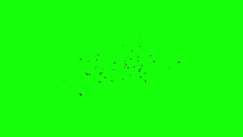3d Animation Of Swarm Of Flying Flies On Green Screen Background. A Lot Of Mosquitoes, Flies, Bees, Insects. For Compositing Over Your Footage. Seamless Loop Animation. | Shutterstock HD Video #1093376489
