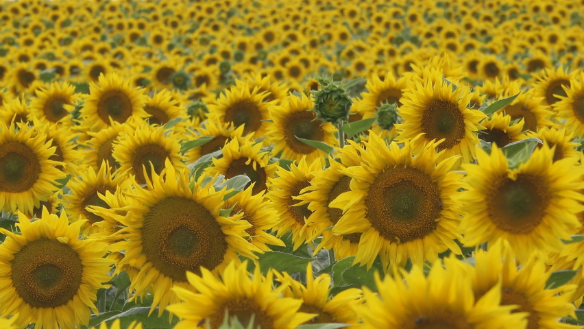 Beautiful landscape with sunflowers field