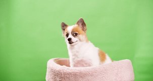 Cute dog posing for video in the studio with chroma key background.