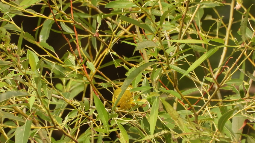 a female yellow warbler in the bushes cleaning its wings and feathers before flying away - close up shot