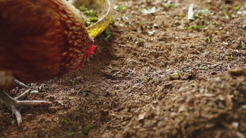 Hen eating grains on ground farm, Chicken in Farm Organic Royalty-Free Stock Footage #1093380671