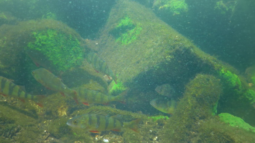Commonly known as the European perch (Perca fluviatilis), redfin perch, big-scaled redfin or Eurasian perch in a clear lake