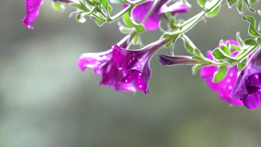 A red flower swings in the wind during rain.