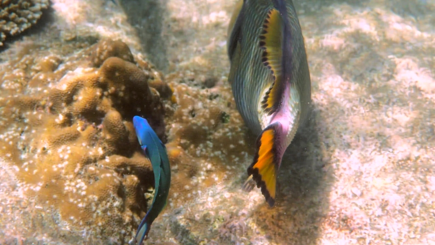 Underwater video of Titan Triggerfish or Balistoides viridescens in Gulf of Thailand. Giant tropical fish swimming among reef. Wild nature, sea life. Scuba diving or snorkeling.  Royalty-Free Stock Footage #1093383593