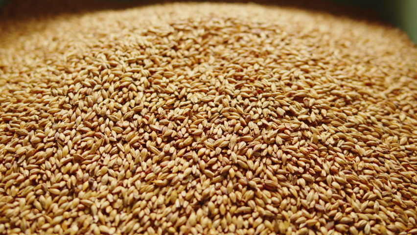 Craft beer production factory, brewery manufacture. Barley malt grains in conveyor close-up. Brewing, cooking alcohol in metal vats bottles. Royalty-Free Stock Footage #1093384819