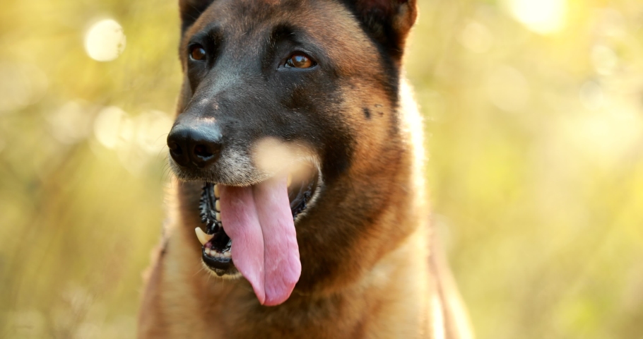 Hand-held Shooting, Hand-held Shot. Malinois Dog Lying In Grass And Wags His Tail. Belgian Sheepdog Are Active, Intelligent, Friendly, Protective, Alert And Hard-working. Belgium, Chien De Berger