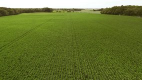 High level aerial fly forward clip over an arable crop of maize in the English countryside