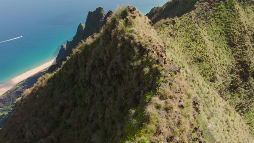 Family of mountain goats in Hawaiian wilderness. Goats grazing on green hills of NaPali coast nature park with cinematic coast on background, Kauai island. Herd of cute goats run by steep green Royalty-Free Stock Footage #1093389263