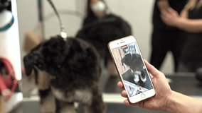 Hairdresser for animals taking a video of his work, Professional haircut dog Miniature Schnauzer in the grooming salon. Pet care. 4k footage