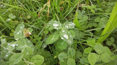 Close Shots Flowers Grass Trees On Stock Footage Video (100% Royalty