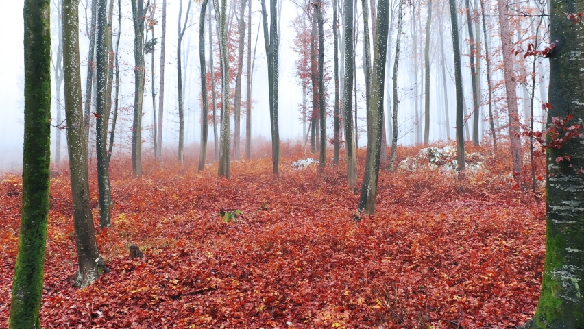 Slow camera movement in foggy autumn forest.	
