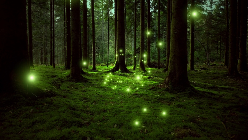 Flying above mossy ground in the sunny morning forest with magical fireflies background. Fairytale.	
 Royalty-Free Stock Footage #1093402909