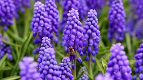 Bee collecting nectar from the hyacinths or muscari. Spring blossom background video. Pollination or nature or spring bloom background.