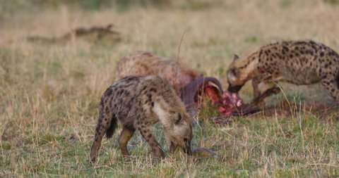 Closeup Spotted Hyena Eating Stomach While Stock Footage Video (100% 